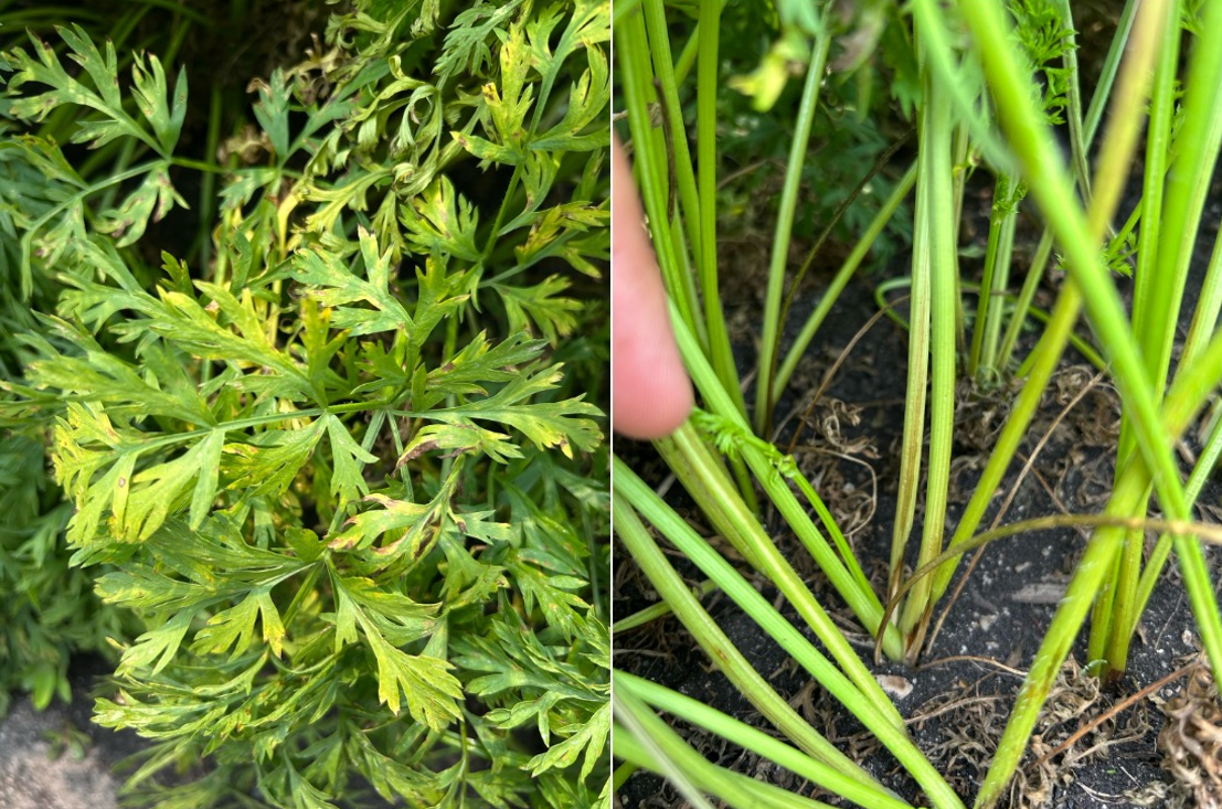Carrot leaves and petioles infected with a foliage disease.